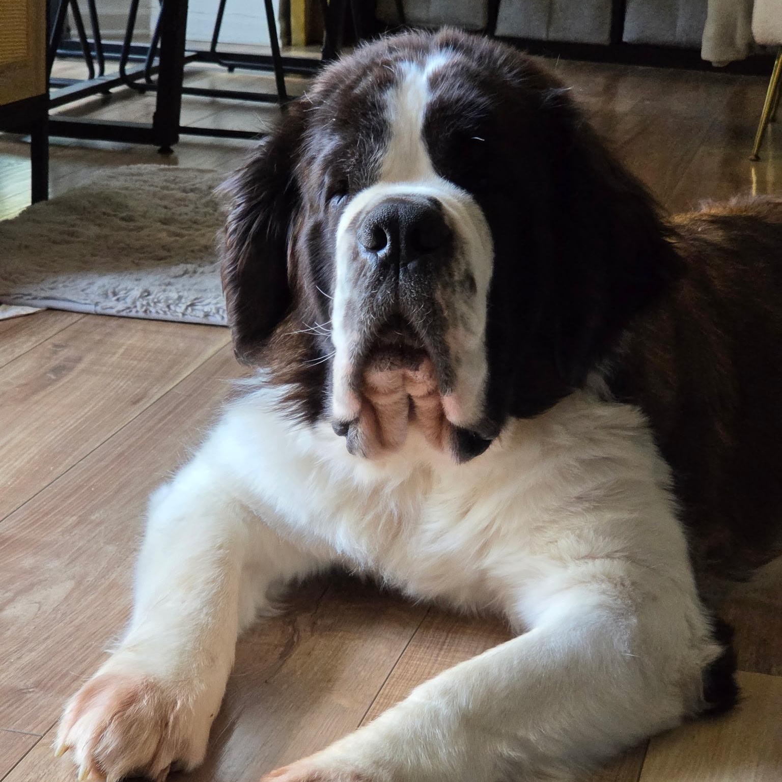 Enlarge Kota, a ADOPTABLE Saint Bernard in Brentwood, TN image 2/3