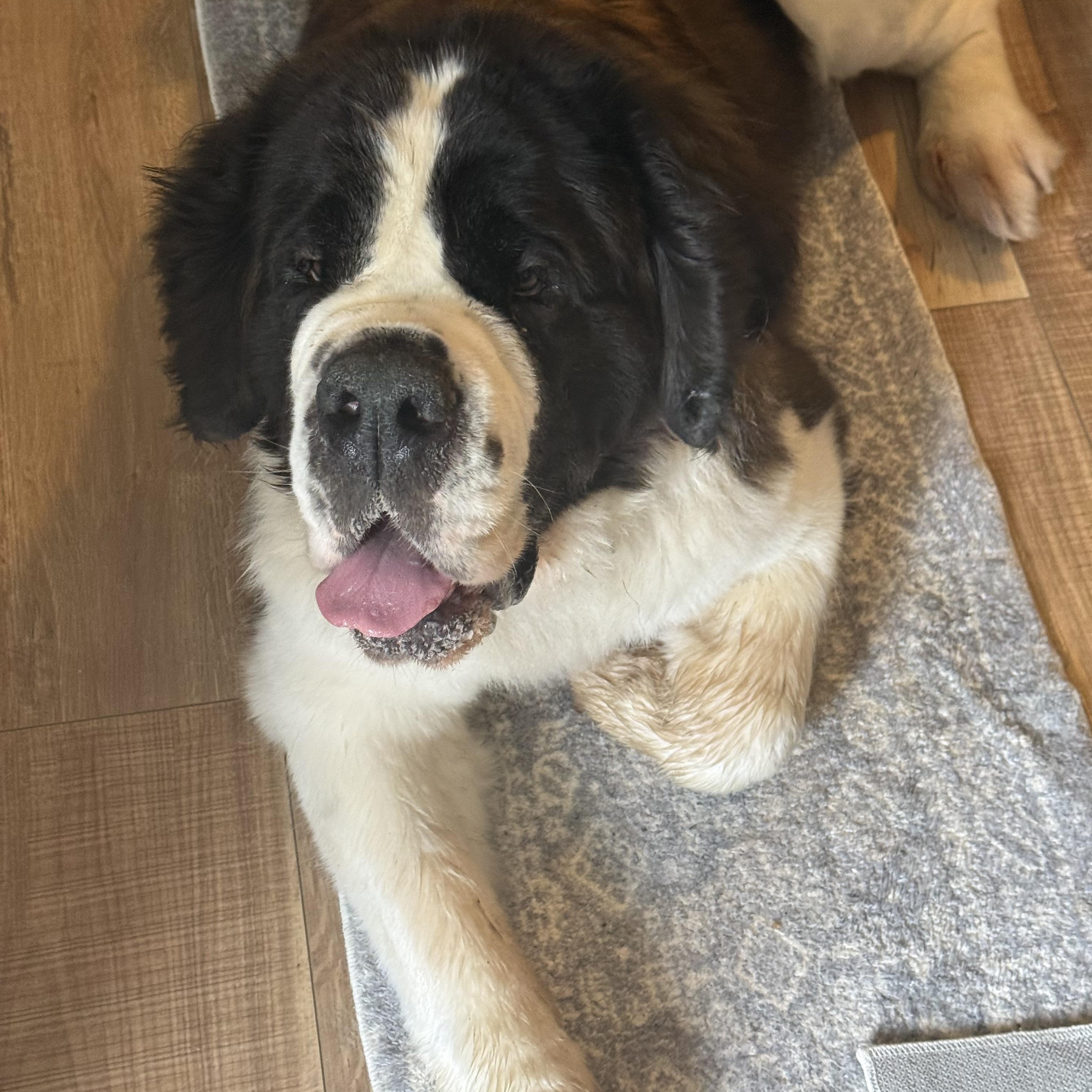 Enlarge Kota, a ADOPTABLE Saint Bernard in Brentwood, TN image 3/3