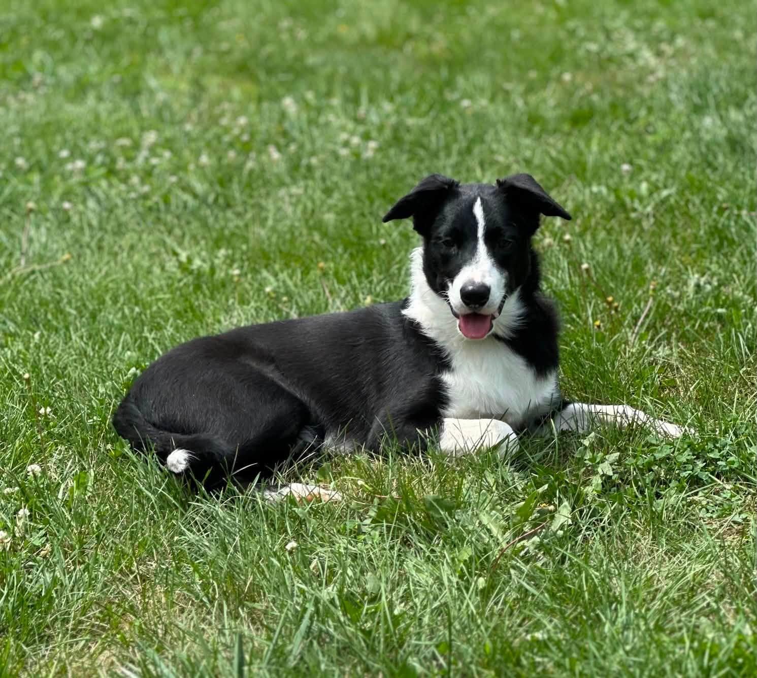 Wade, ADOPTABLE, Young Male Border Collie.