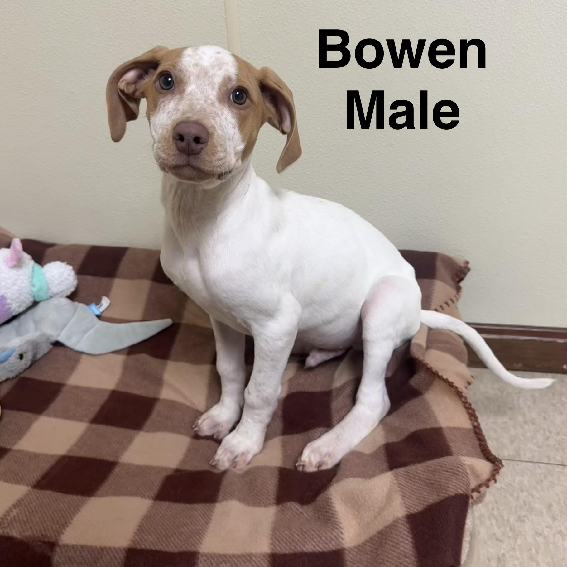 Bowen, a ADOPTABLE mixed breed in Douglas, MA image 1/5