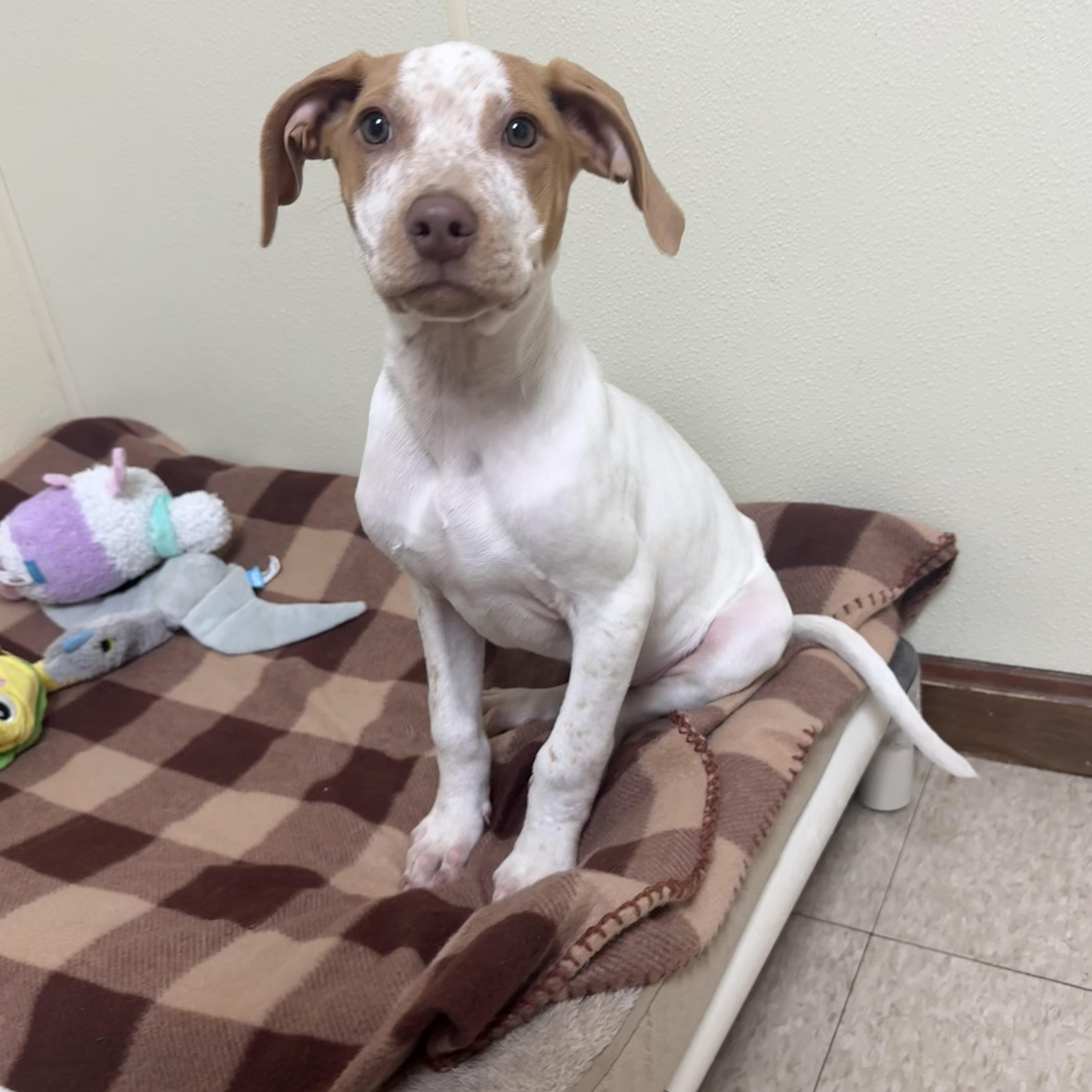 Bowen, a ADOPTABLE mixed breed in Douglas, MA image 4/5