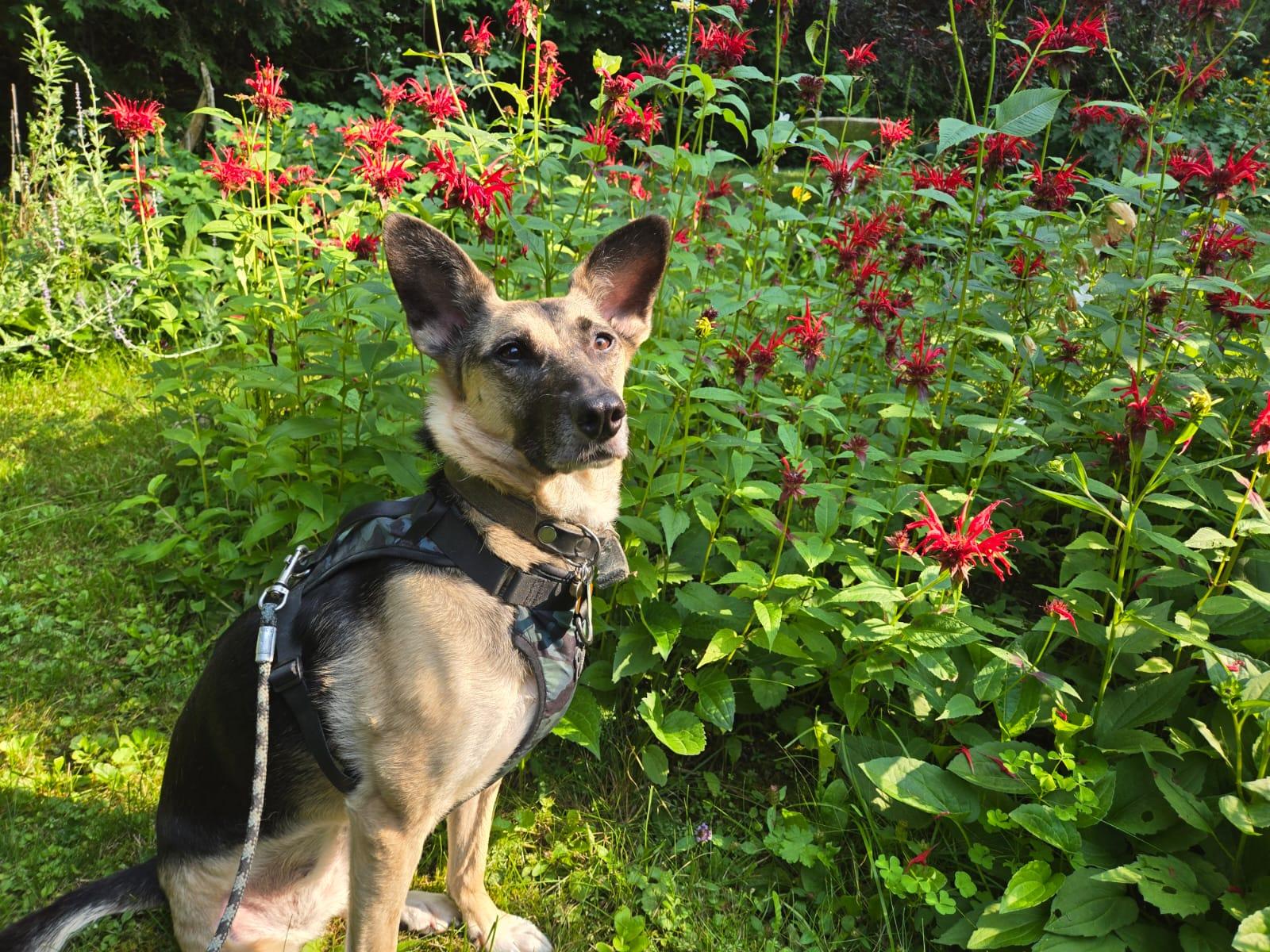 Kerry, Adoptable, Adult Female Mixed Breed.