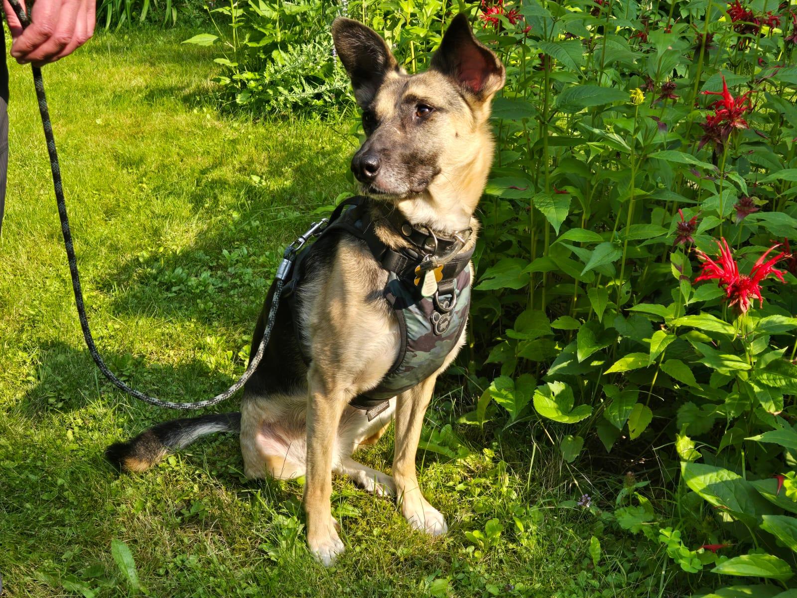 Kerry, a Adoptable mixed breed image 2/5