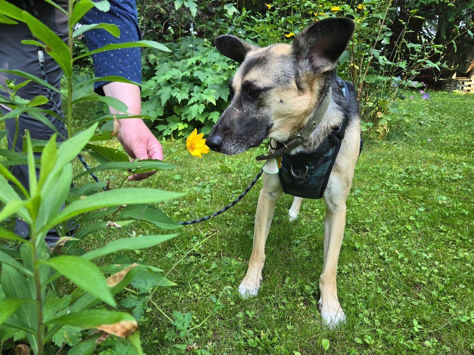 Kerry, a Adoptable mixed breed image 3/5