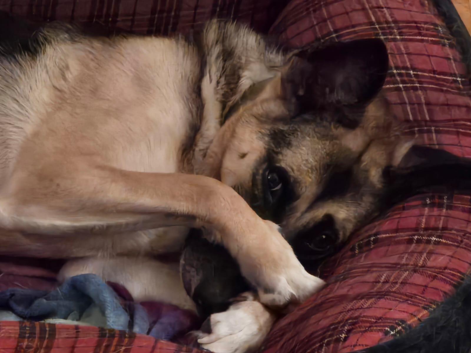 Kerry, a Adoptable mixed breed image 4/5