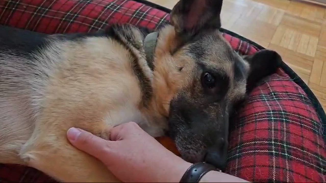 Enlarge Kerry, a Adoptable mixed breed video 5/5