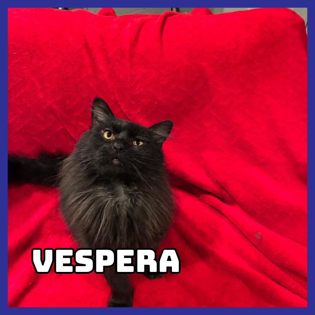 Enlarge Vespera (Binx), a Adoptable Domestic Long Hair in Glenwood, MN image 1/1