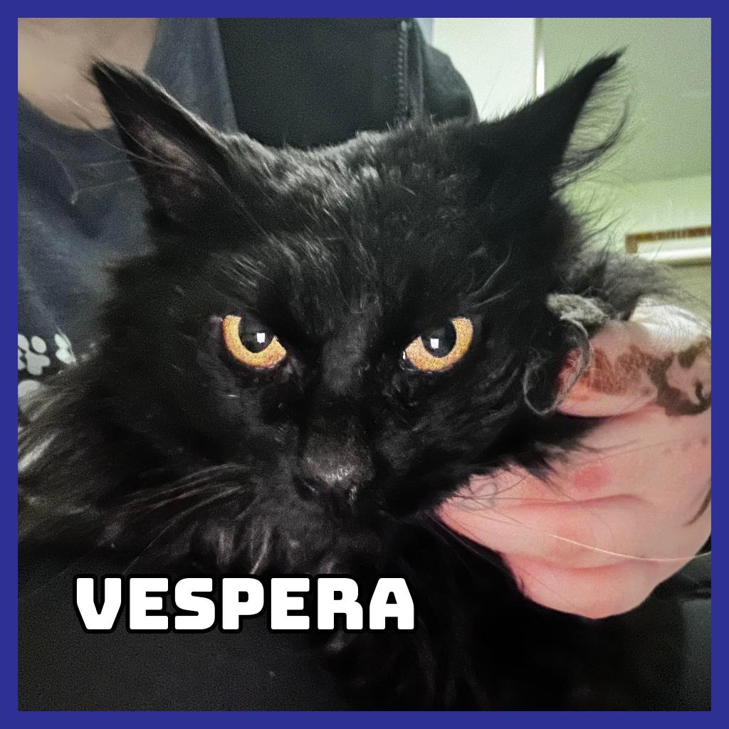 Vespera, Adoptable, Young Male Domestic Long Hair.
