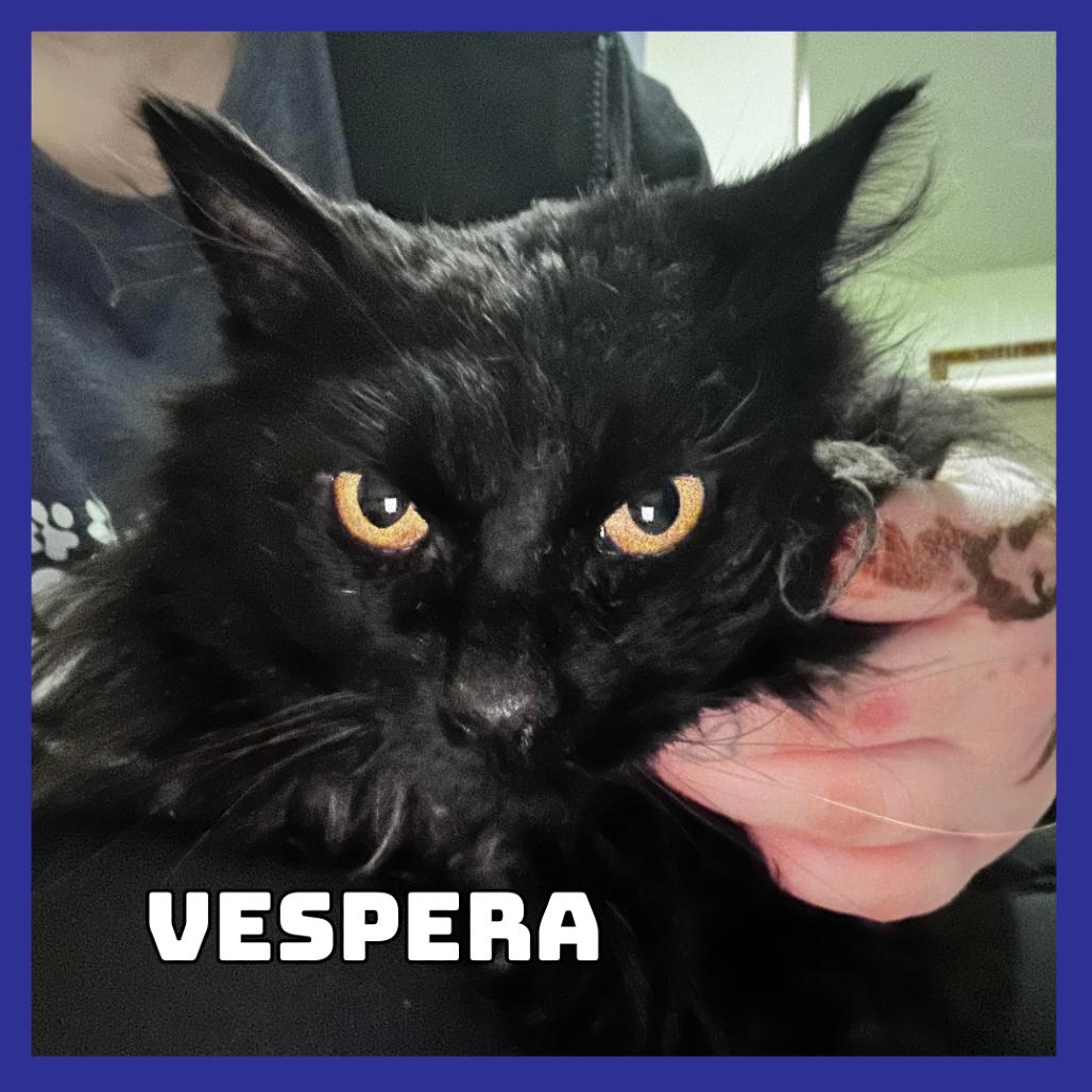 Vespera, Adoptable, Young Male Domestic Long Hair.