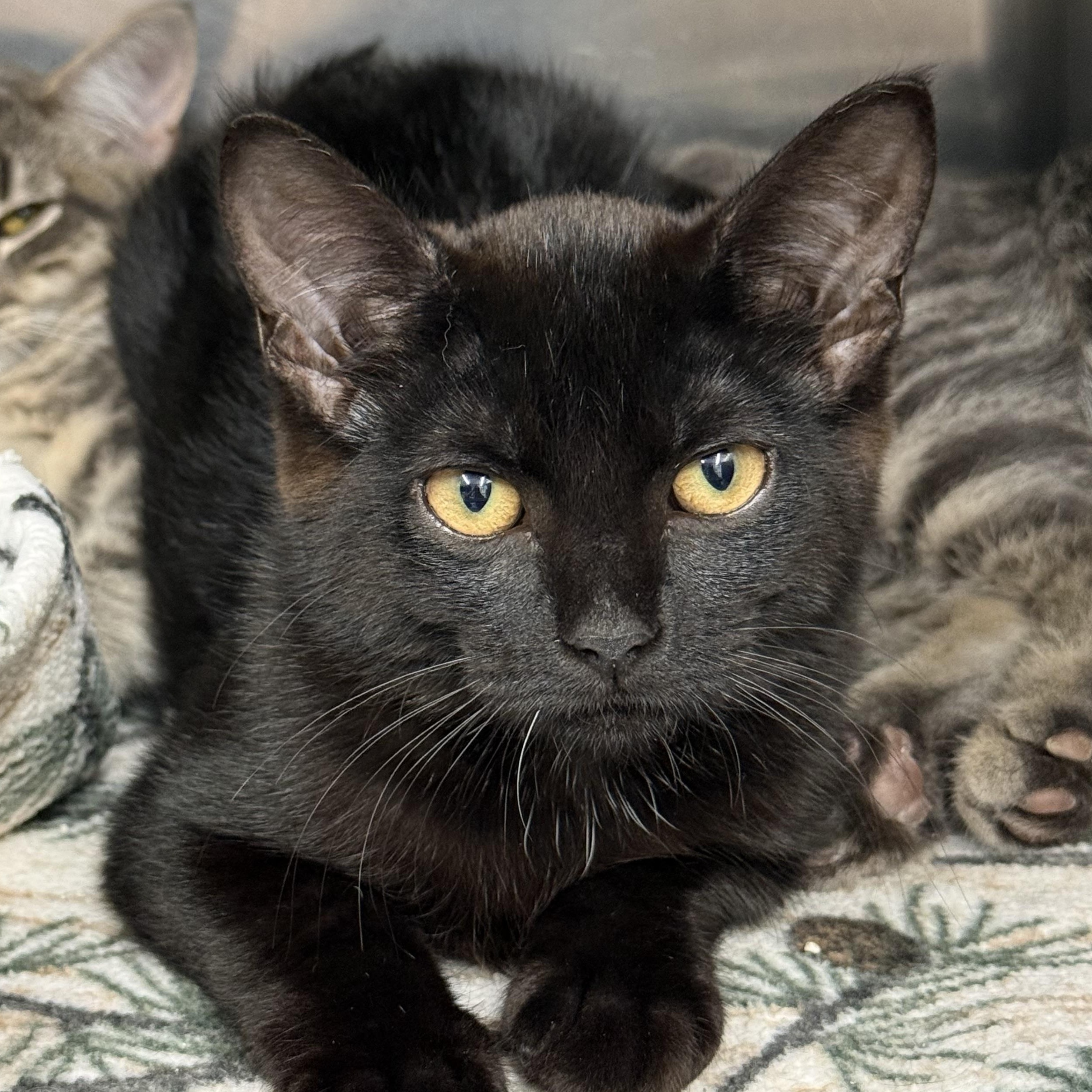 Jill, ADOPTABLE, Kitten Female Domestic Short Hair.