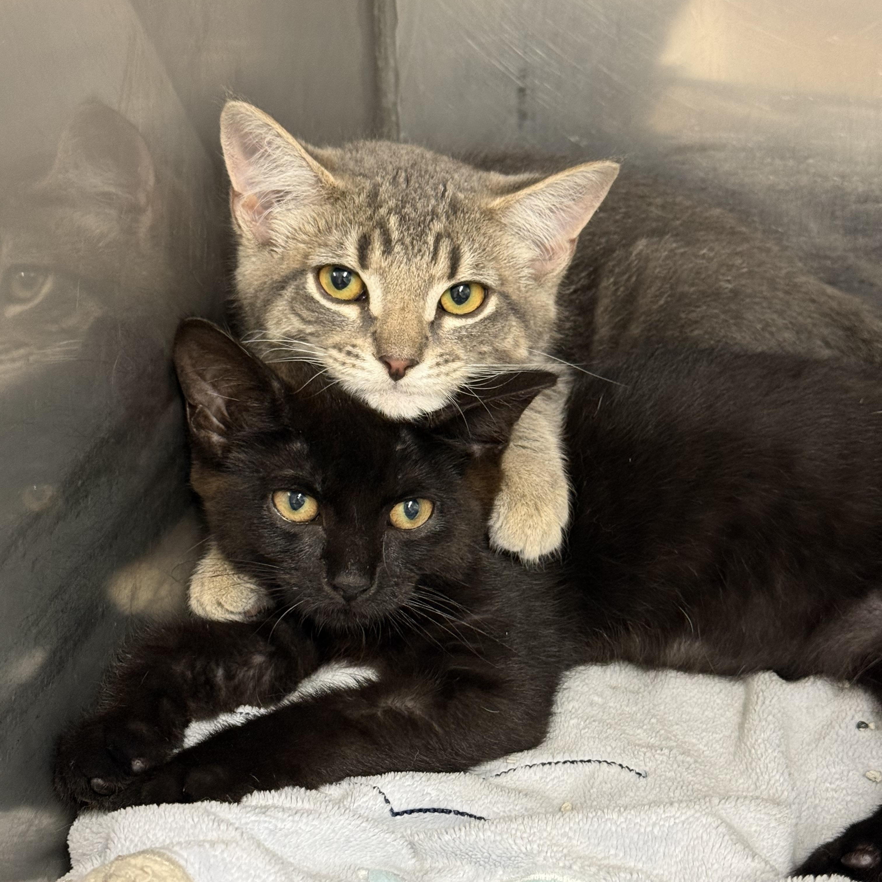 Enlarge Jill, a ADOPTABLE Domestic Short Hair in Exeter, RI image 2/3