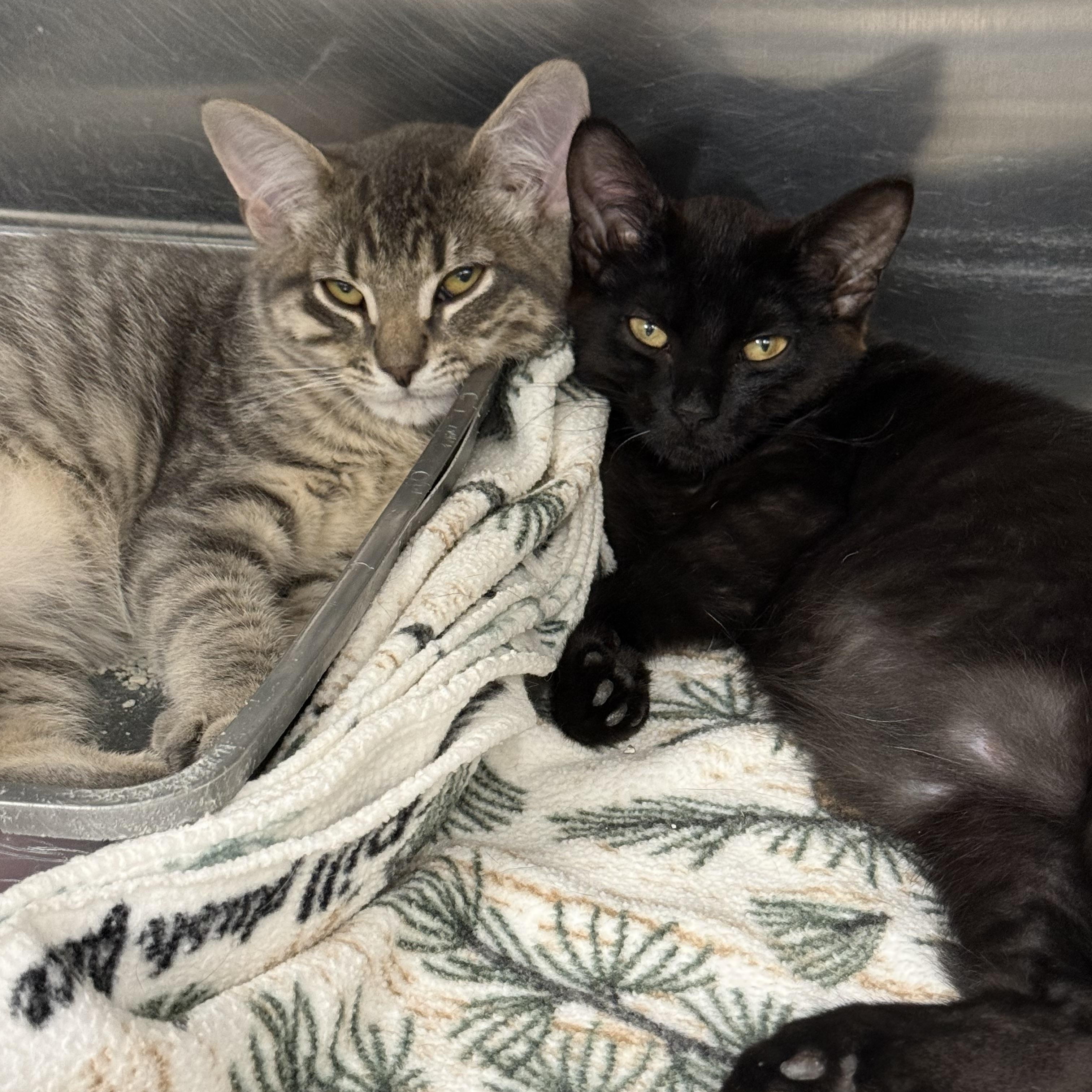 Enlarge Jill, a ADOPTABLE Domestic Short Hair in Exeter, RI image 3/3