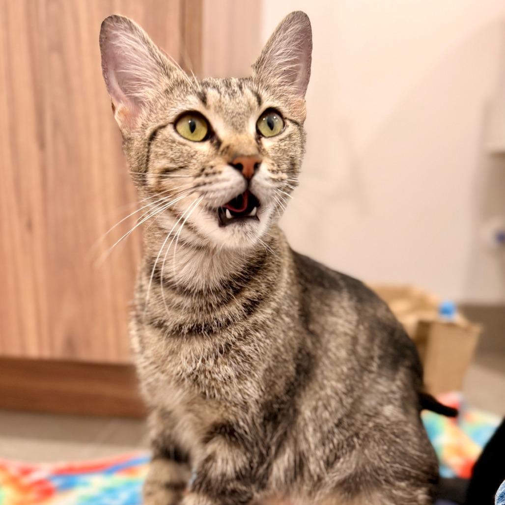 Crystal, Adoptable, Young Female Domestic Short Hair.
