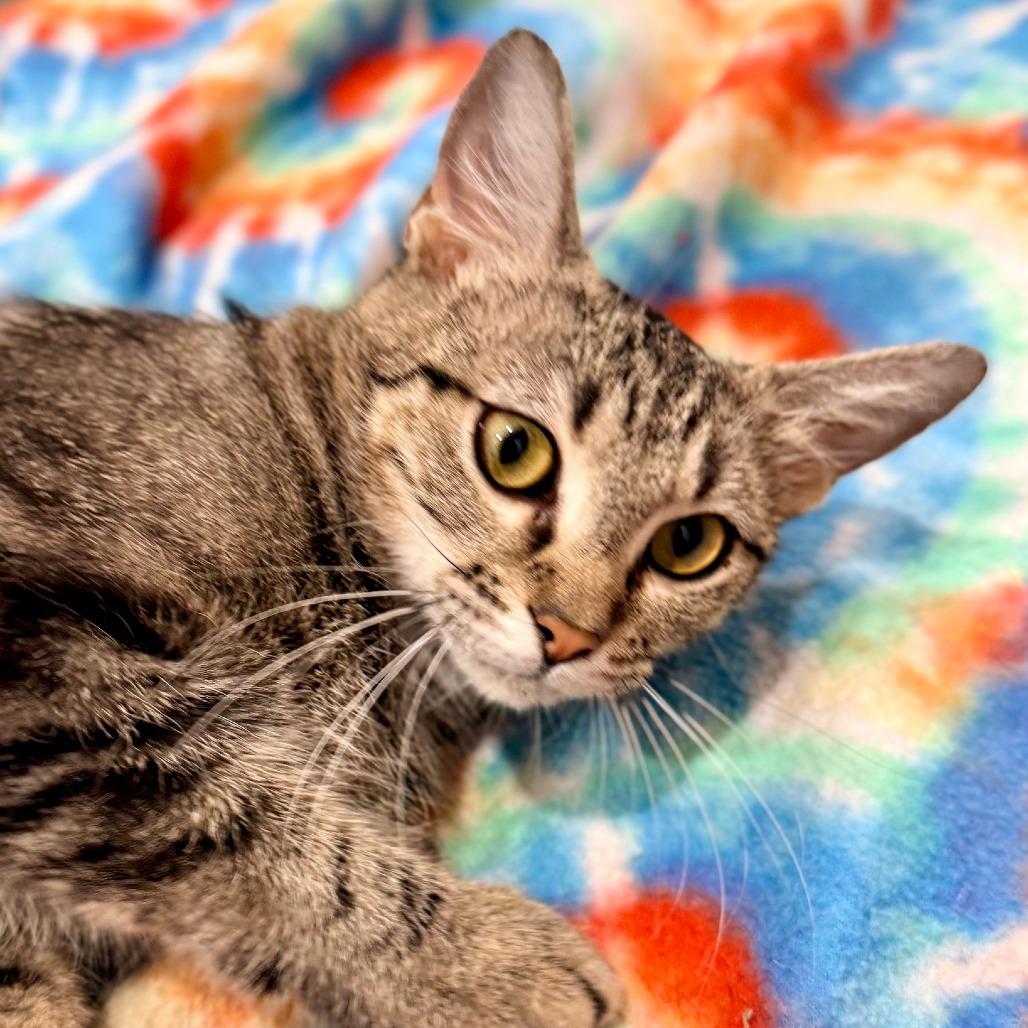 Enlarge Crystal, a Adoptable Domestic Short Hair in Houston, TX image 2/4
