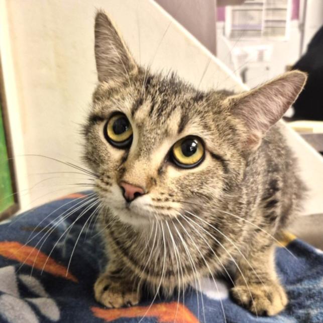 Enlarge Crystal, a Adoptable Domestic Short Hair in Houston, TX image 3/4