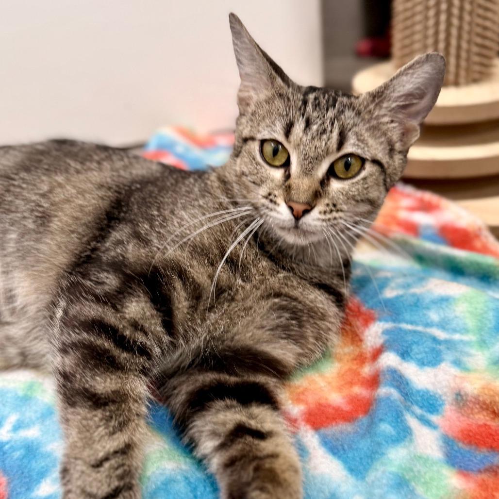 Enlarge Crystal, a Adoptable Domestic Short Hair in Houston, TX image 4/4