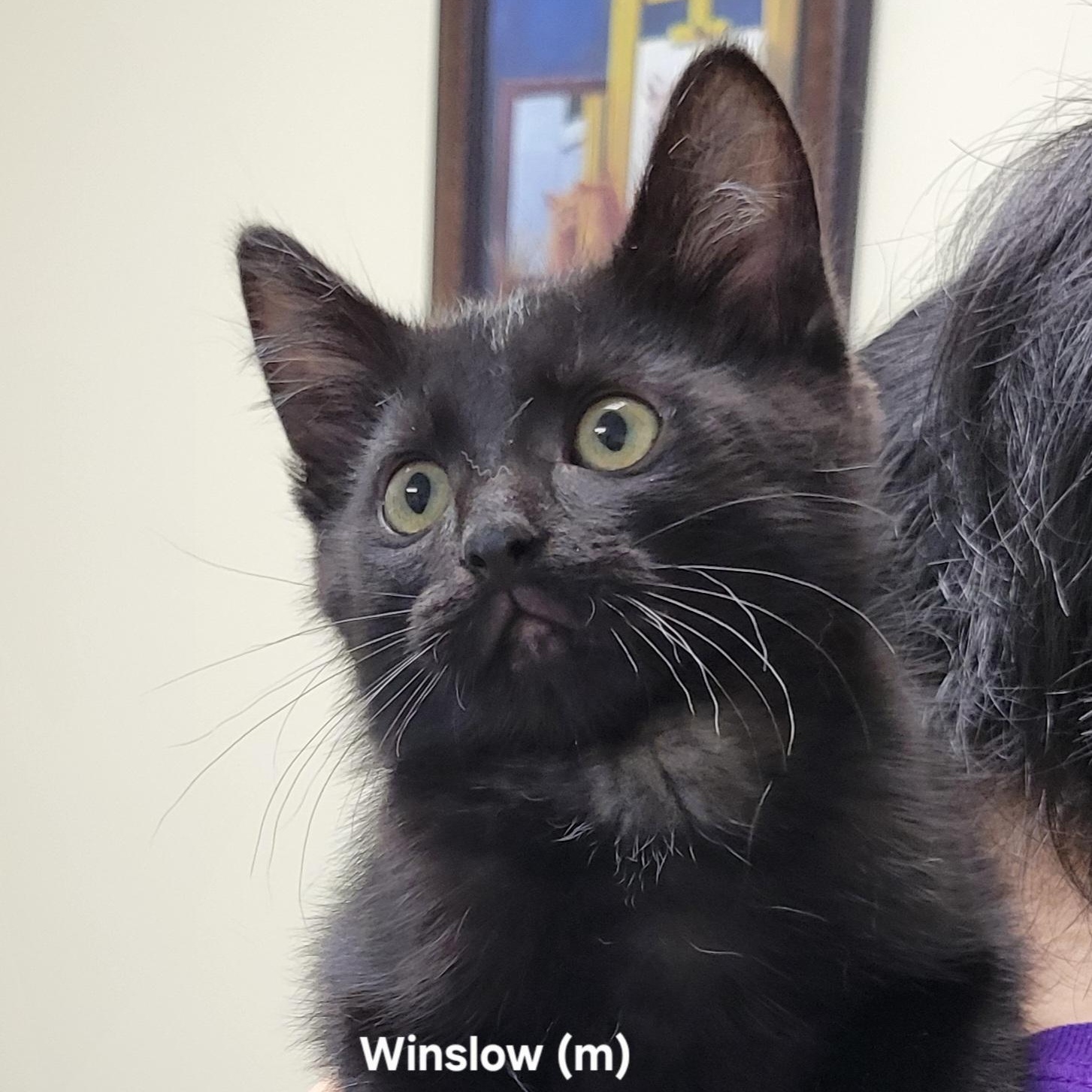 Winslow