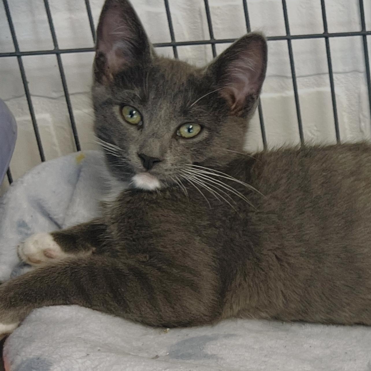Enlarge Prince, an adopted Domestic Short Hair in Altoona, PA image 1/1