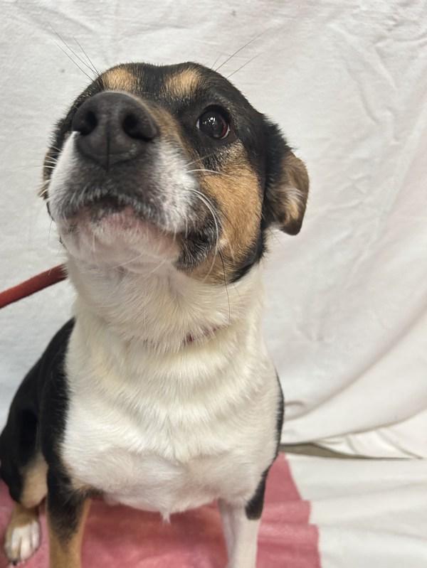 Enlarge Trick, a Adoptable mixed breed in Osage Beach, MO image 1/1