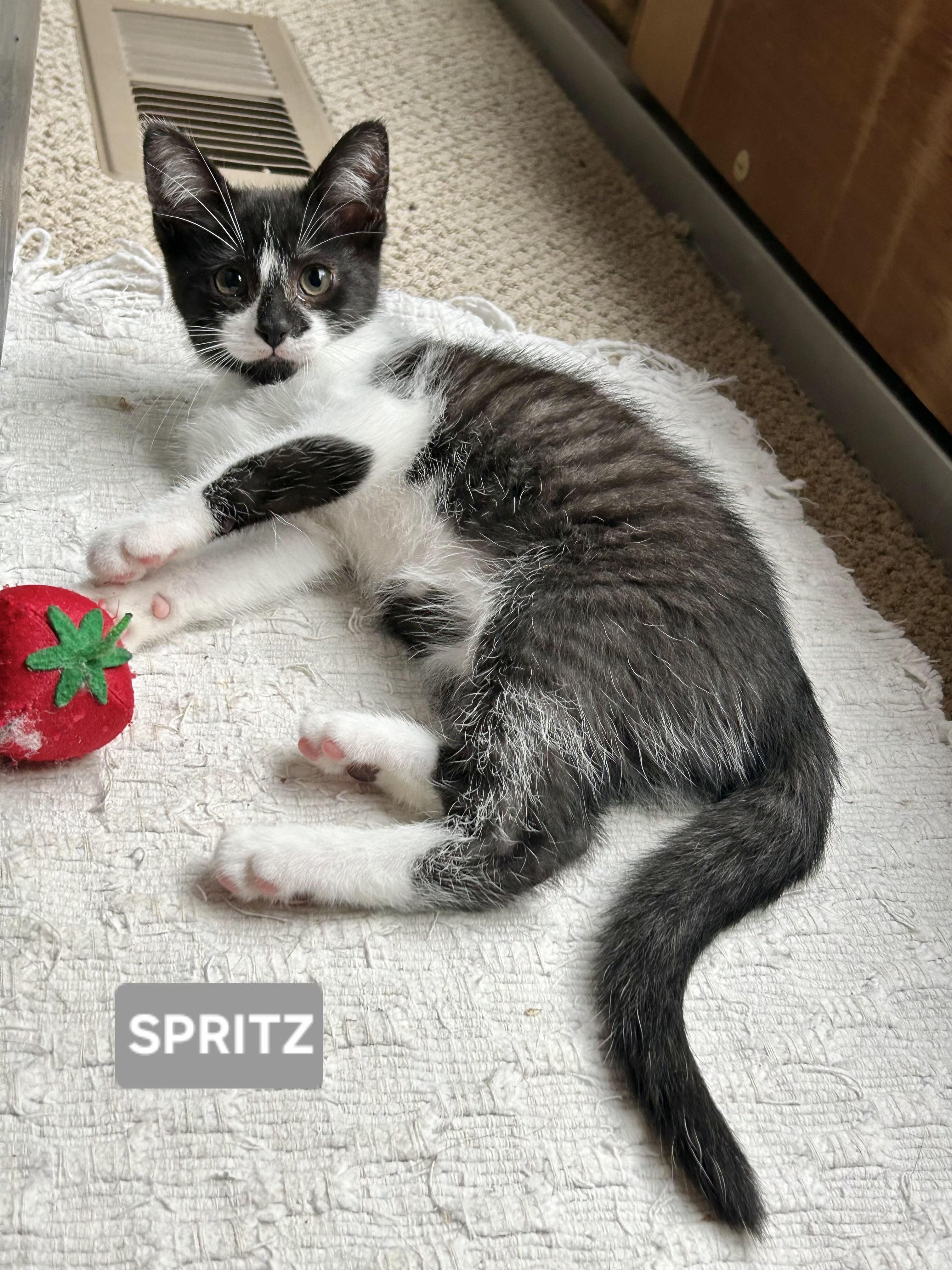Spritz (sisters are Fizz and Bubbles), a ADOPTABLE Tuxedo in Brighton, MI image 4/6