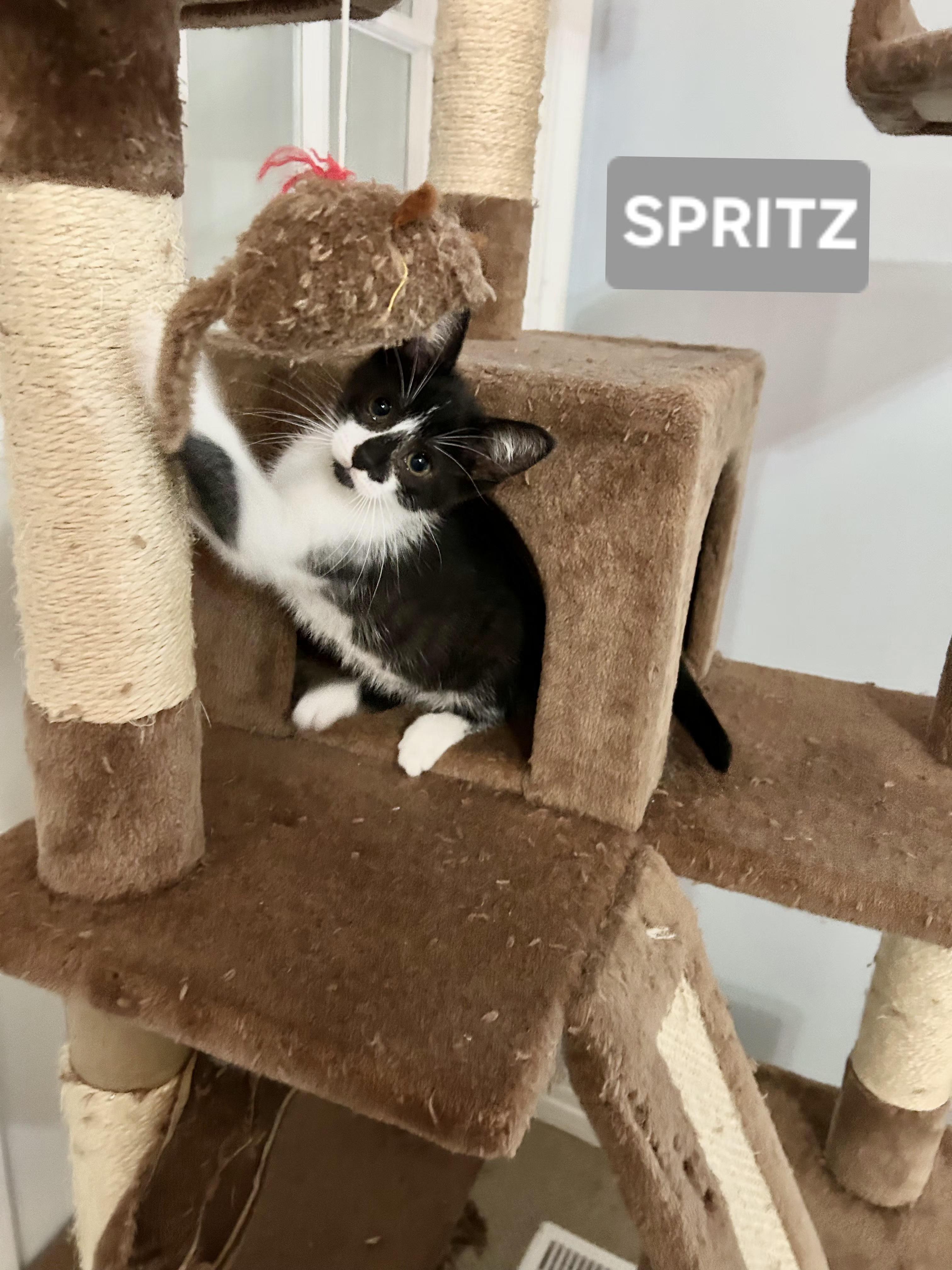 Spritz (sisters are Fizz and Bubbles), a ADOPTABLE Tuxedo in Brighton, MI image 6/6