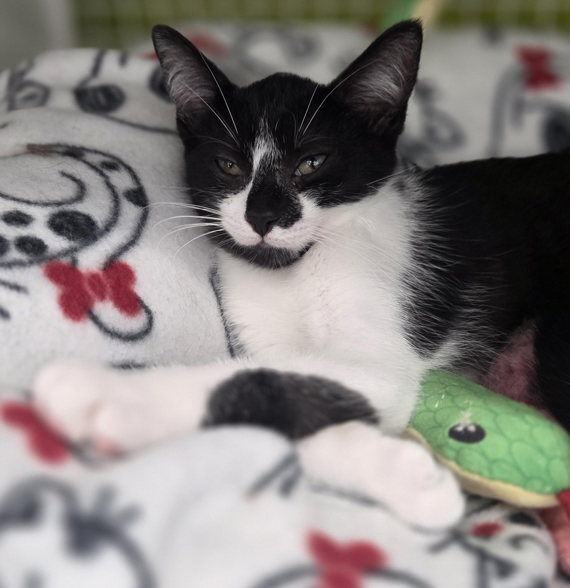 Spritz (sisters are Fizz and Bubbles), ADOPTABLE, Kitten Female Tuxedo.