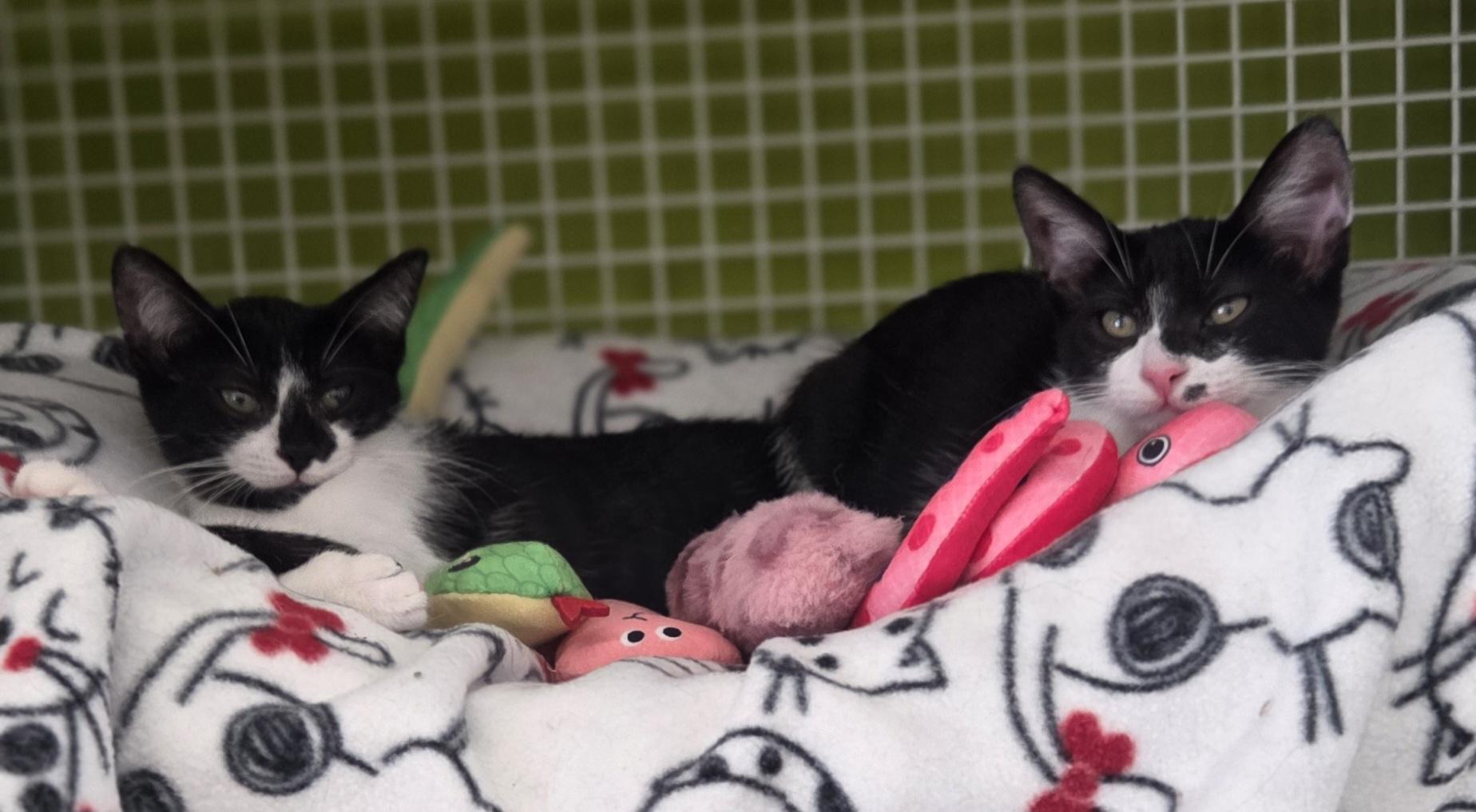 Spritz (sisters are Fizz and Bubbles), a ADOPTABLE Tuxedo in Brighton, MI image 5/6
