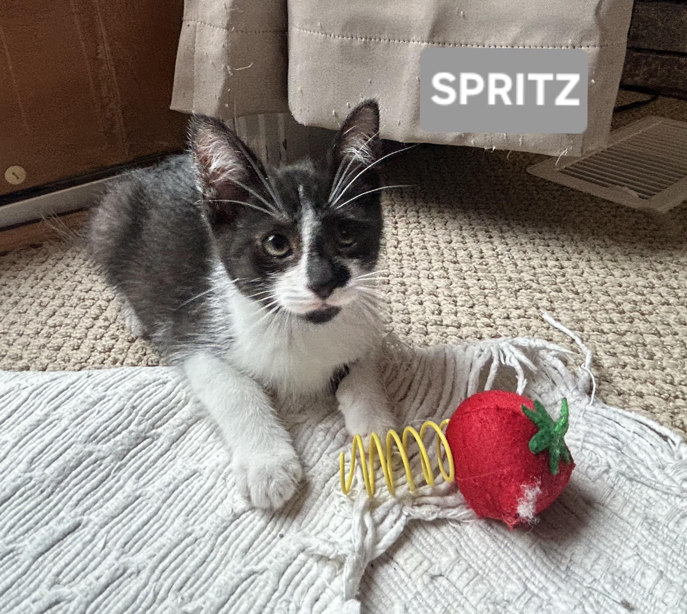 Spritz (sisters are Fizz and Bubbles), a ADOPTABLE Tuxedo in Brighton, MI image 2/6
