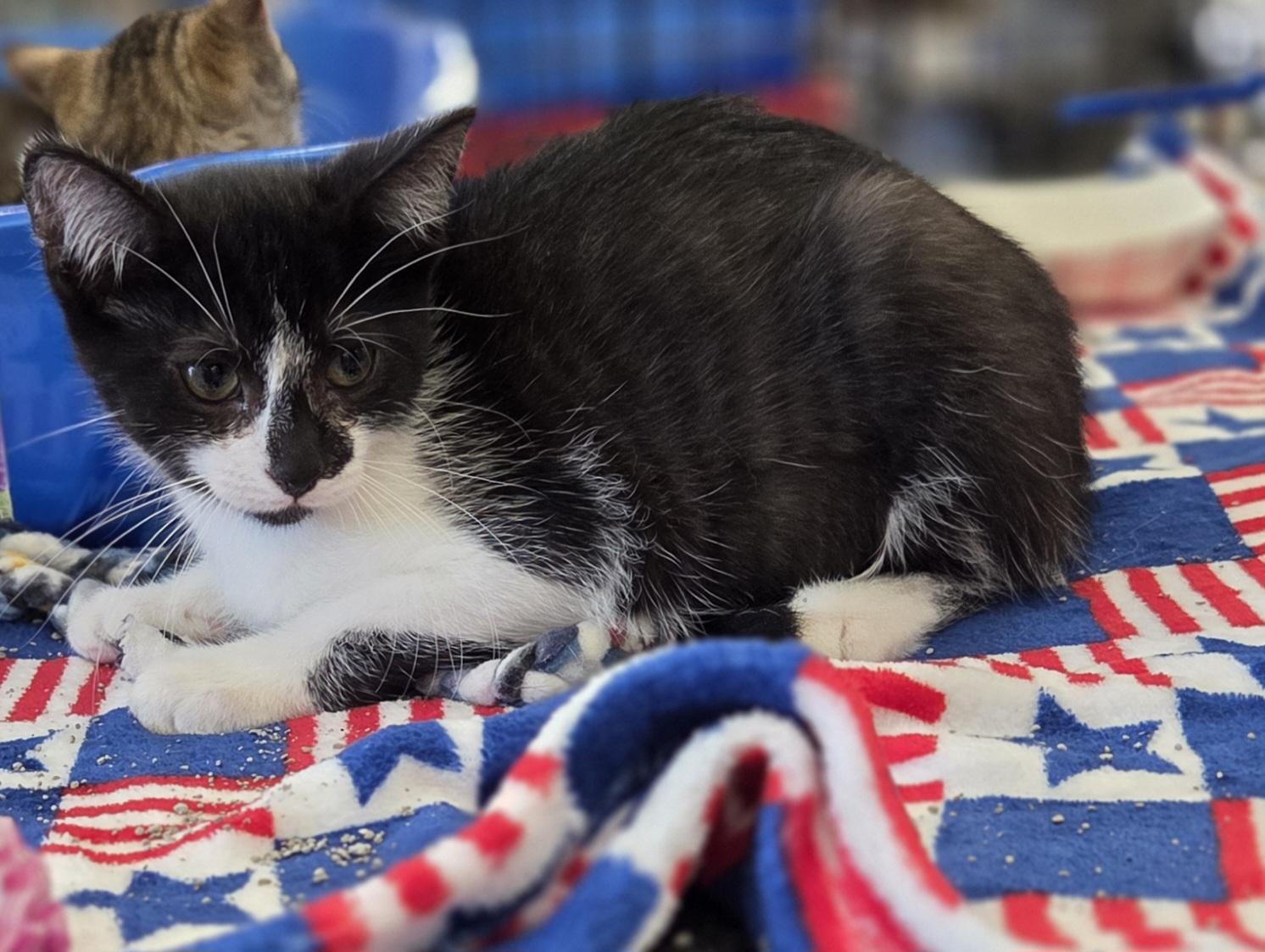 Spritz (sisters are Fizz and Bubbles), a ADOPTABLE Tuxedo in Brighton, MI image 3/6