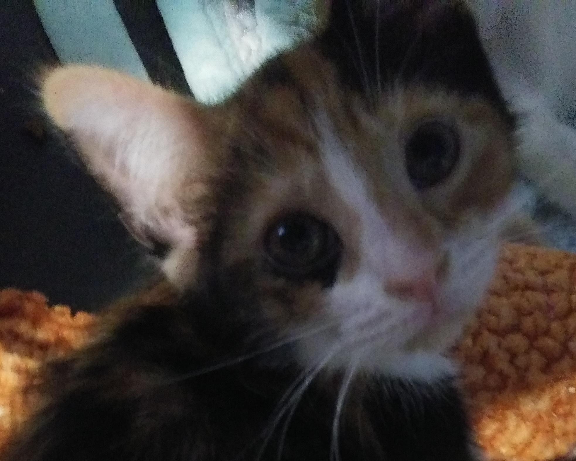 Enlarge Hannah (At Petsense Rincon), a Adopted Domestic Medium Hair in Port Wentworth, GA image 2/4