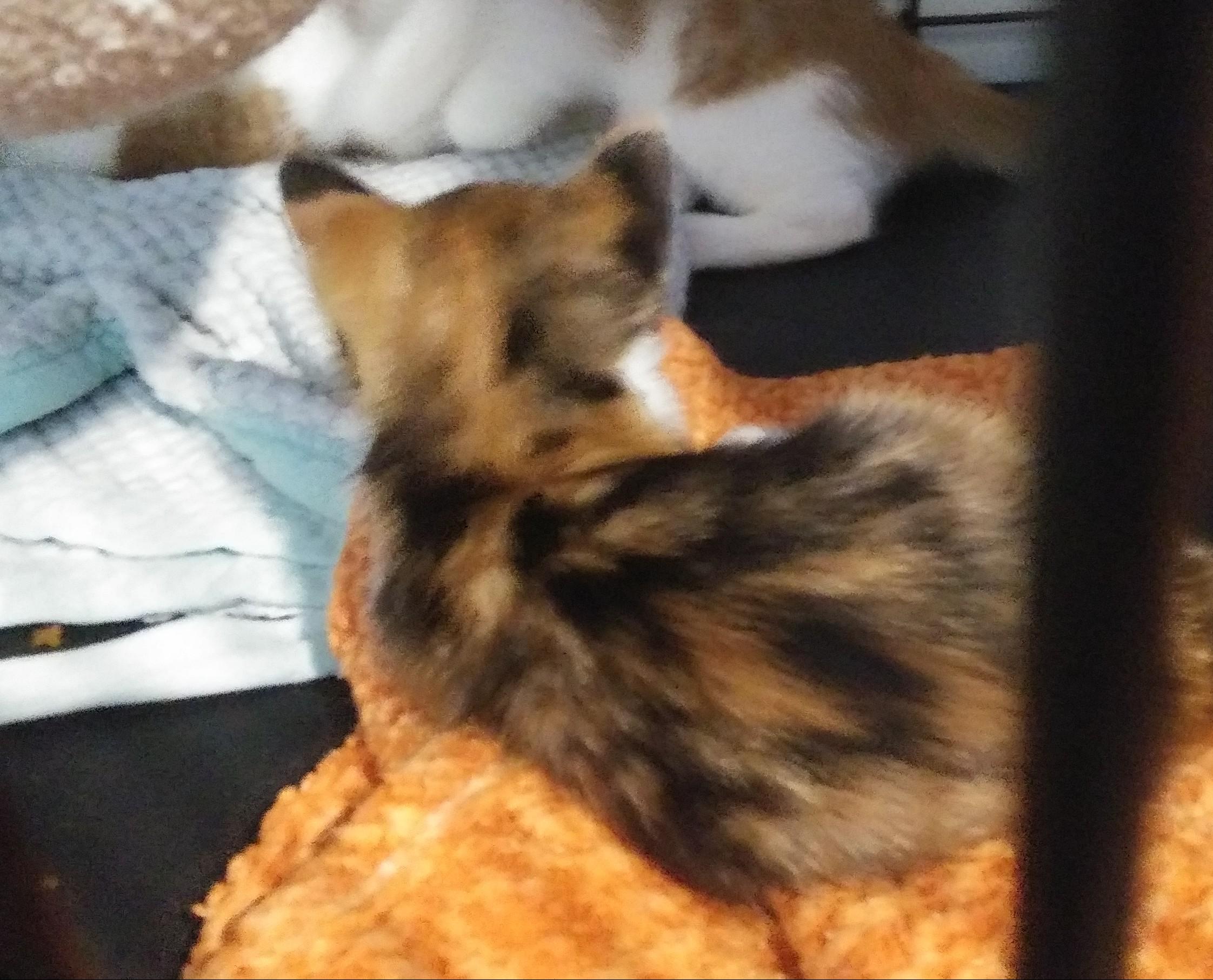 Enlarge Hannah (At Petsense Rincon), a Adopted Domestic Medium Hair in Port Wentworth, GA image 4/4
