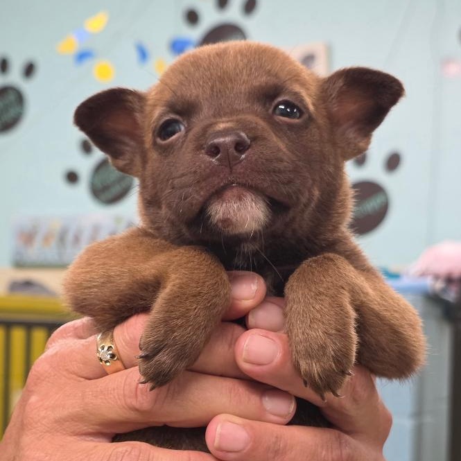 Enlarge Speedy Gonzales, a Adoptable Mixed Breed in Phenix City, AL image 5/5