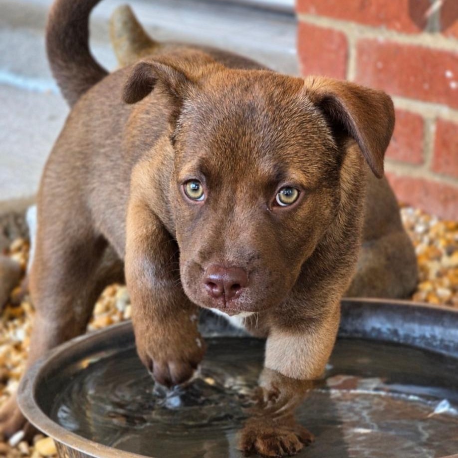 Enlarge Speedy Gonzales, a Adoptable Mixed Breed in Phenix City, AL image 2/5