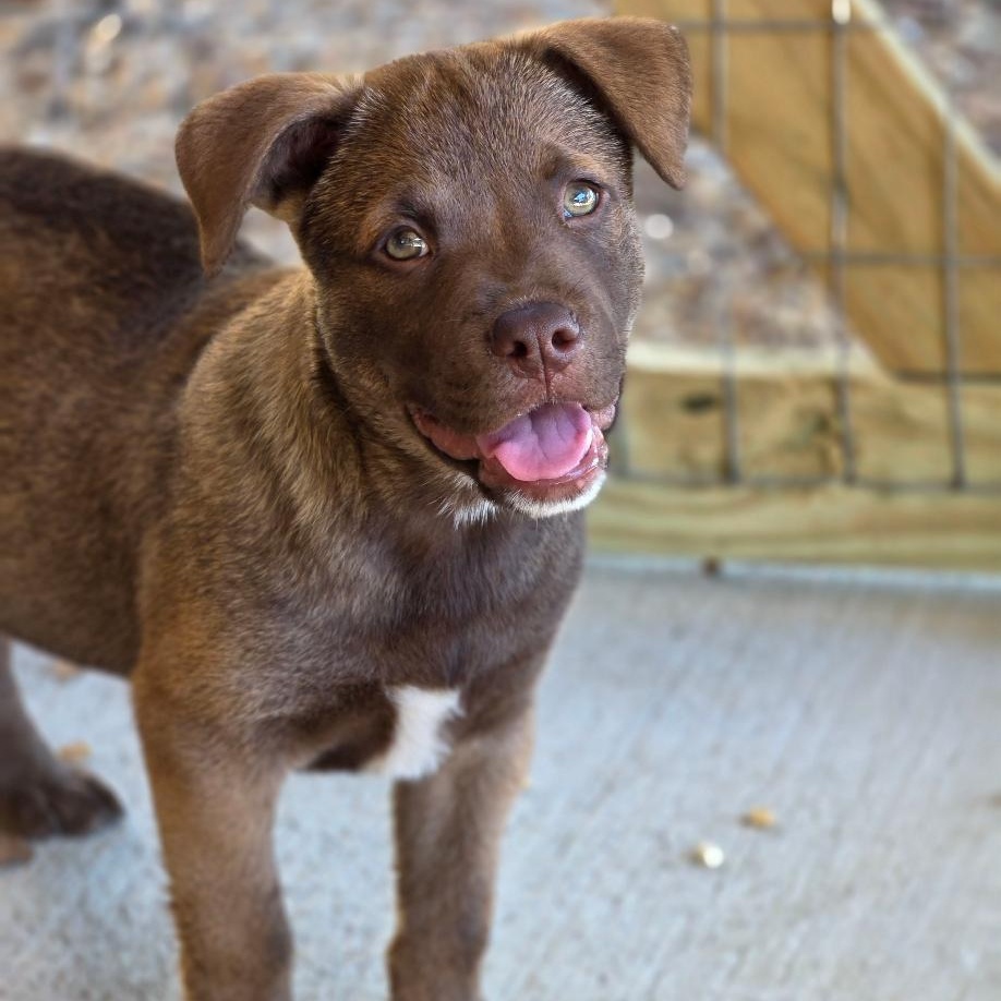 Enlarge Speedy Gonzales, a Adoptable Mixed Breed in Phenix City, AL image 1/5