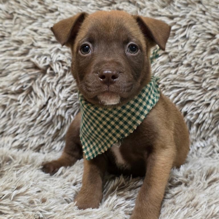 Speedy Gonzales, Adoptable, Puppy Male Mixed Breed.
