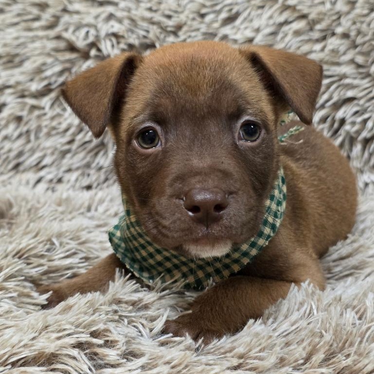 Enlarge Speedy Gonzales, a Adoptable Mixed Breed in Phenix City, AL image 4/5