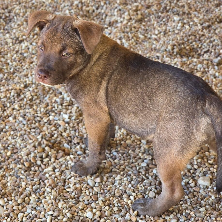 Enlarge Speedy Gonzales, a Adoptable Mixed Breed in Phenix City, AL image 3/5