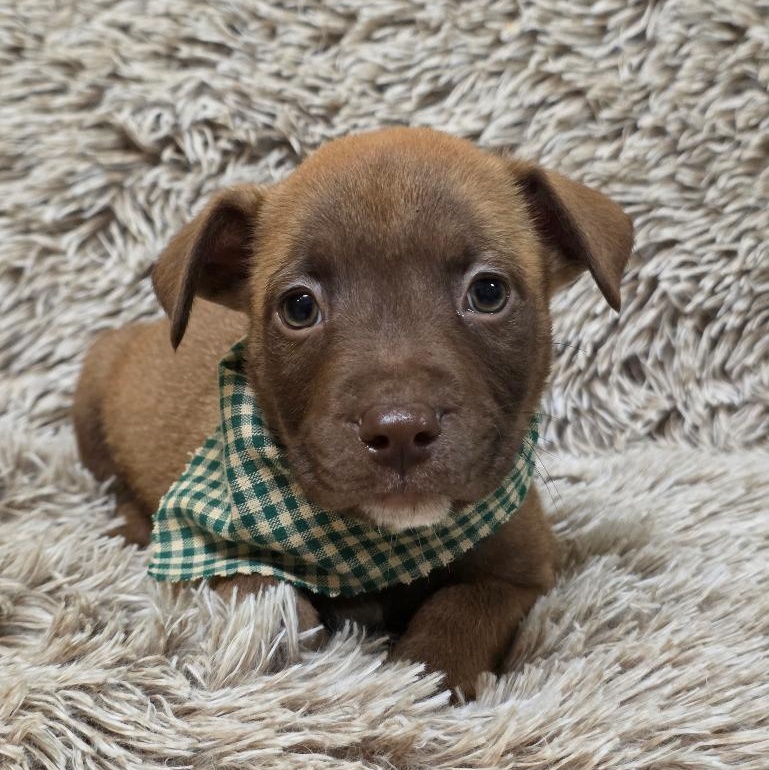 Enlarge Speedy Gonzales, a Adoptable Mixed Breed in Phenix City, AL image 2/5