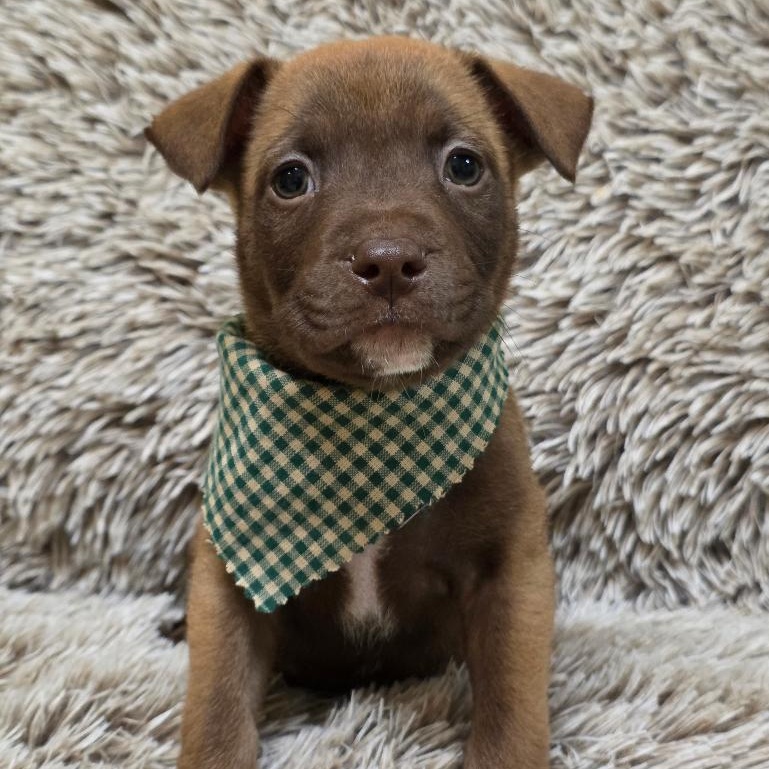 Enlarge Speedy Gonzales, a Adoptable Mixed Breed in Phenix City, AL image 3/5