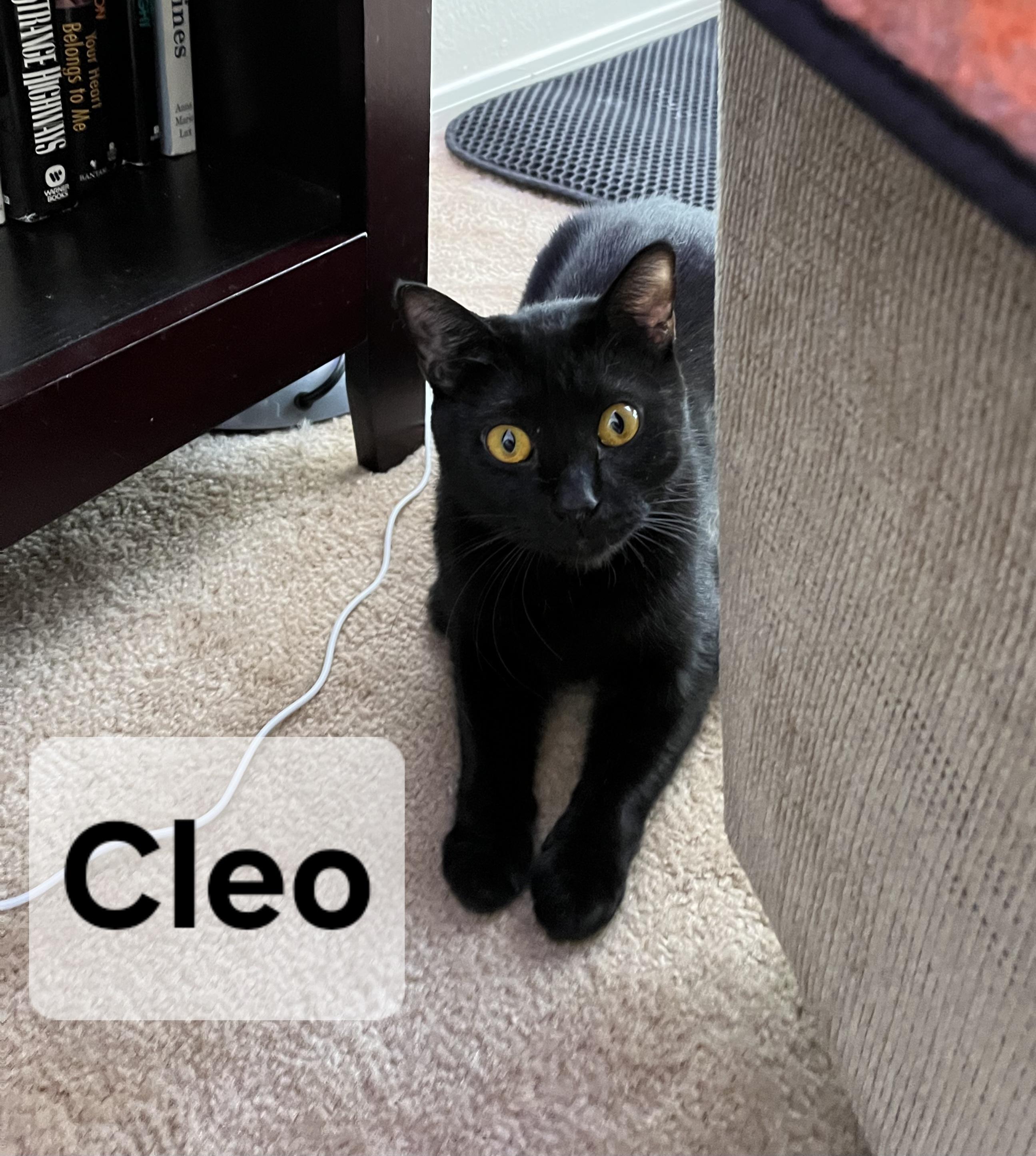 Cleo