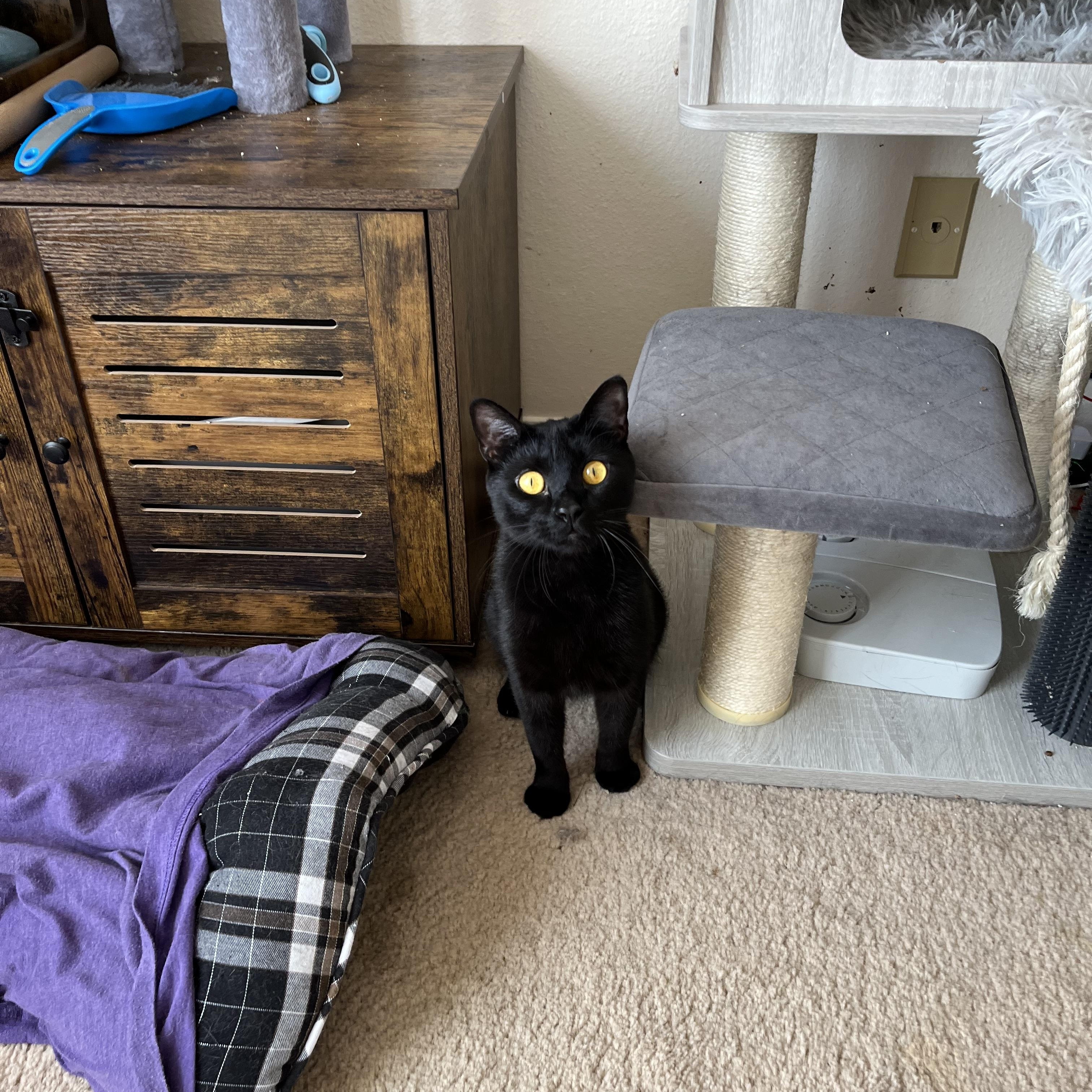 Cleo, a Adoptable mixed breed in Albuquerque, NM image 4/5