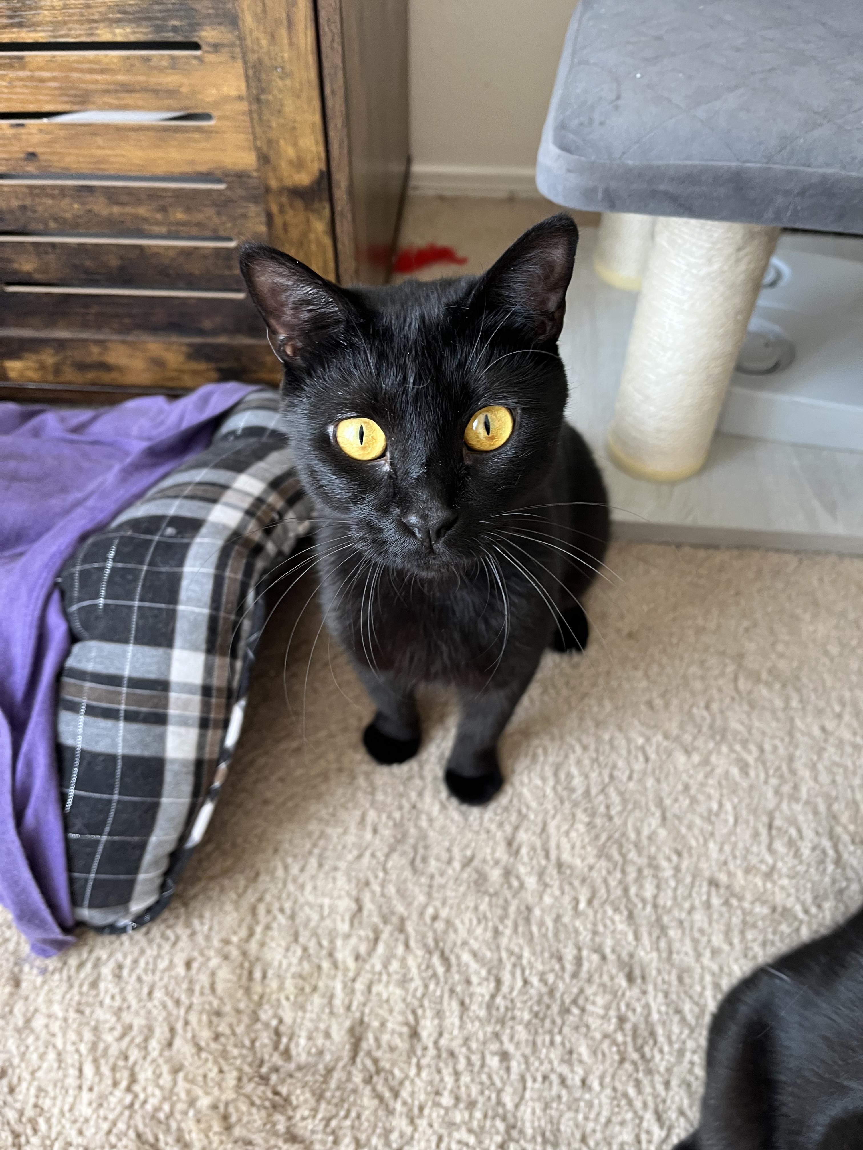 Cleo, a Adoptable mixed breed in Albuquerque, NM image 3/5