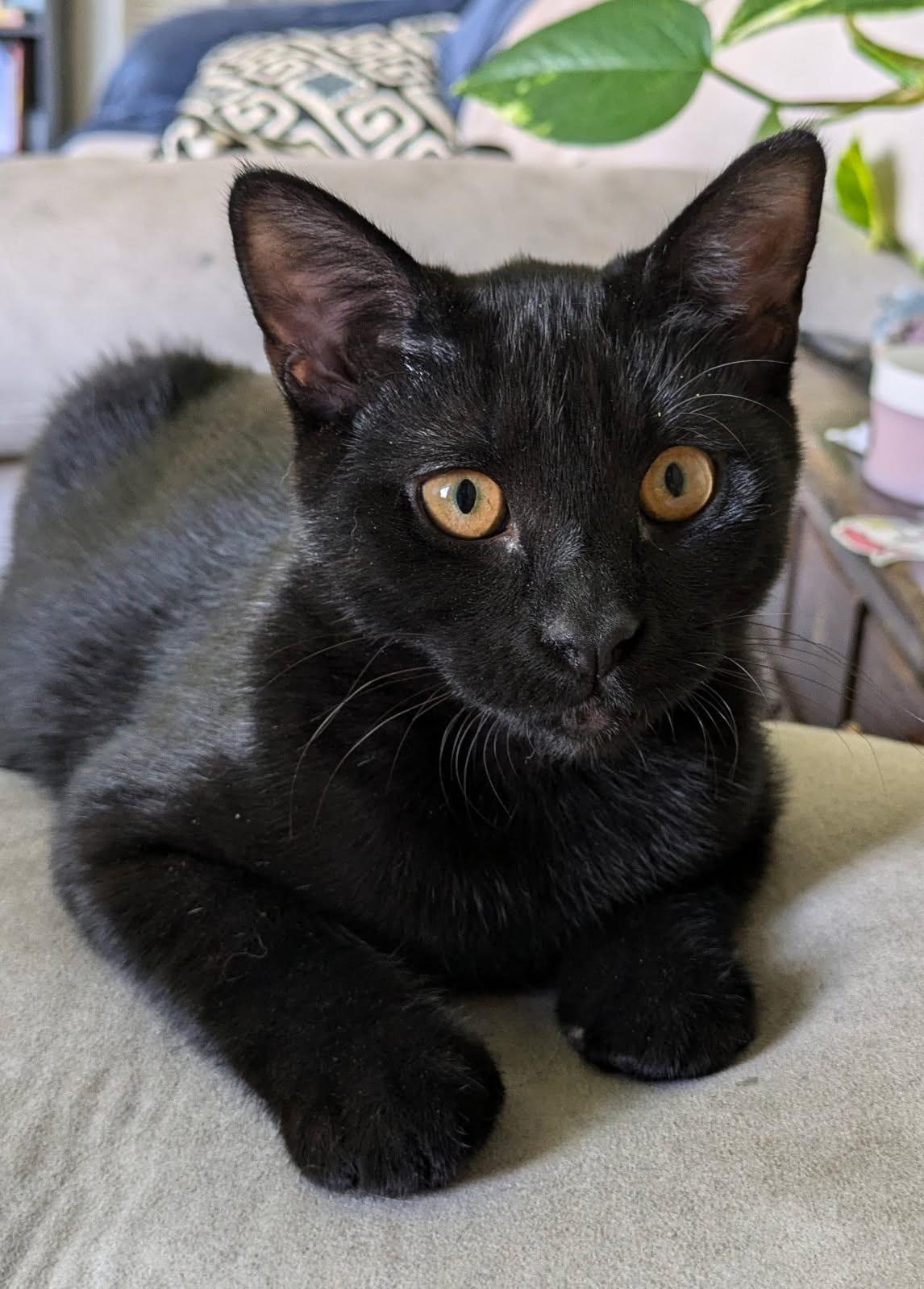 Cleo, a Adoptable mixed breed in Albuquerque, NM image 2/5