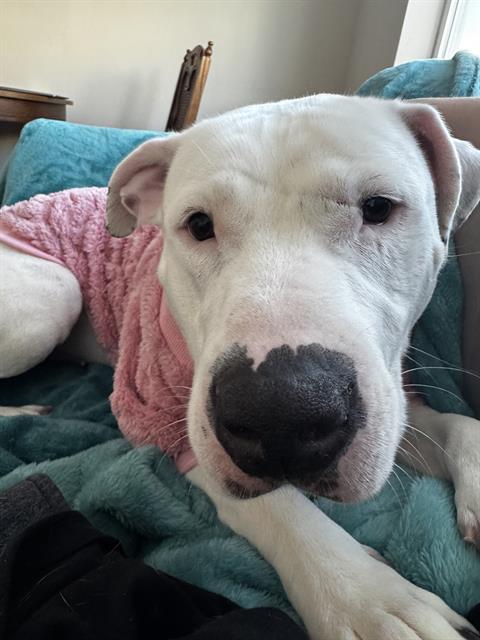 Enlarge LUNA, a Adoptable mixed breed in Indianapolis, IN image 1/1