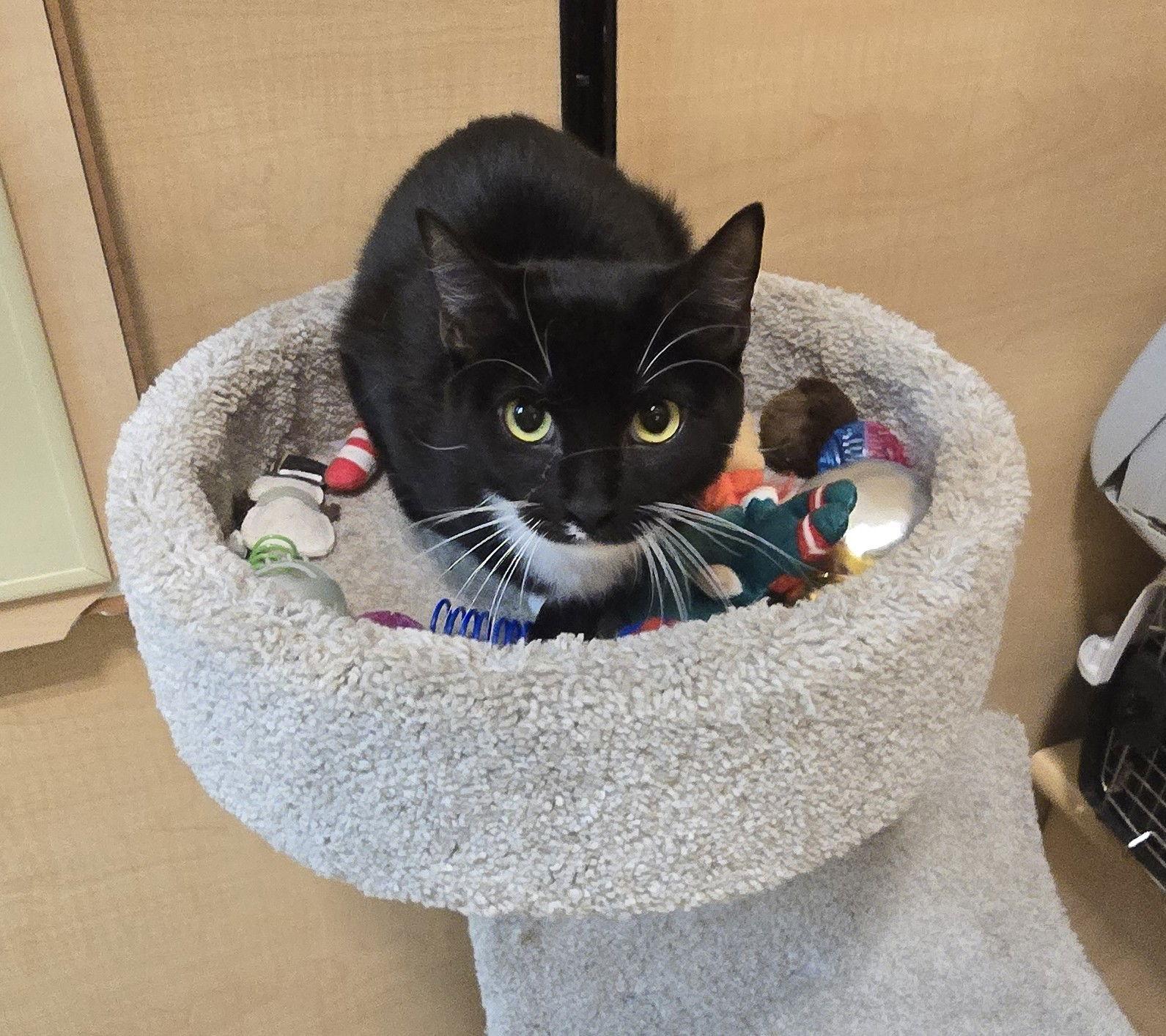 Enlarge Kiki, a Adoptable Domestic Short Hair in Rowlett, TX image 1/2