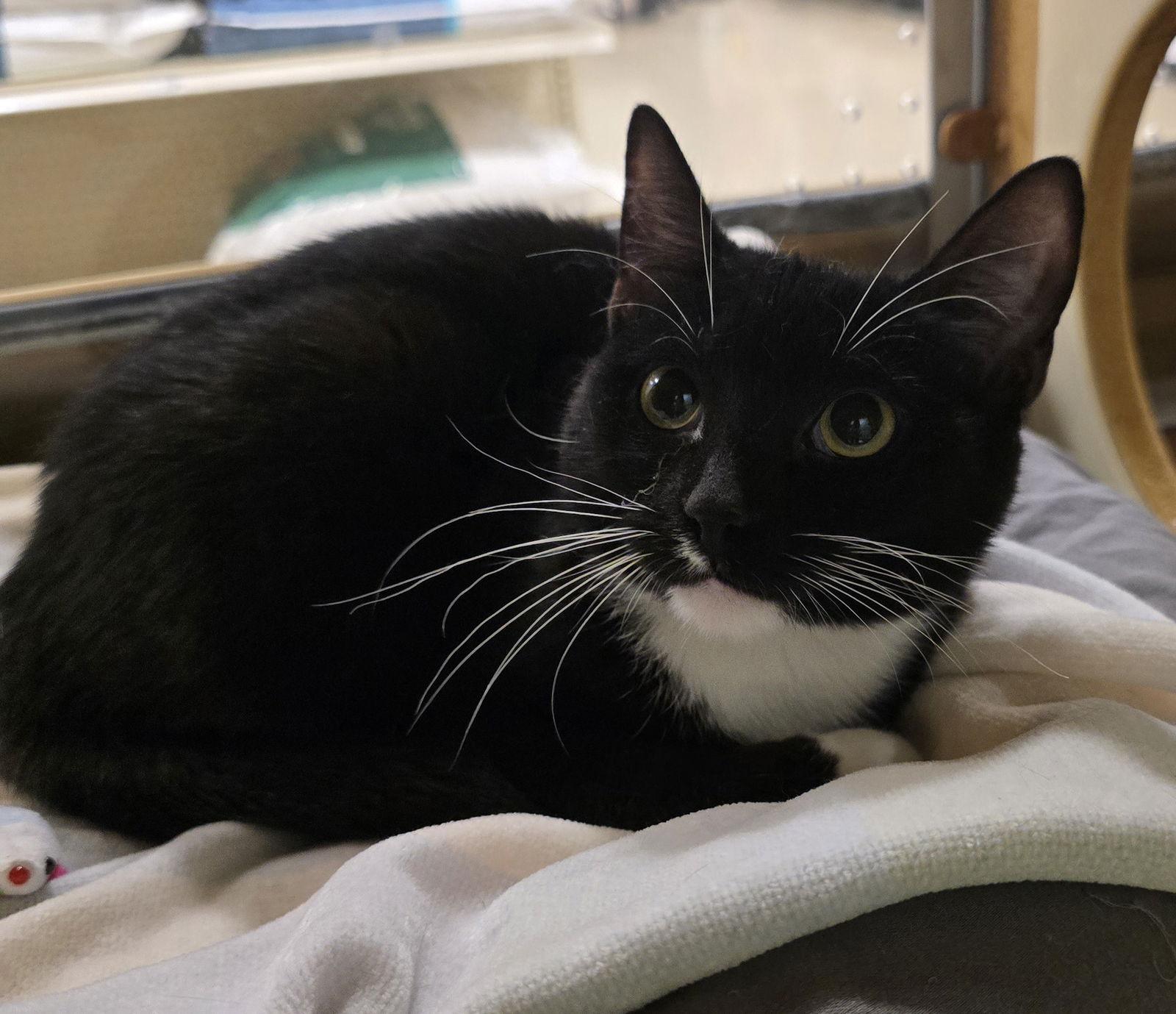 Enlarge Kiki, a Adoptable Domestic Short Hair in Rowlett, TX image 2/2