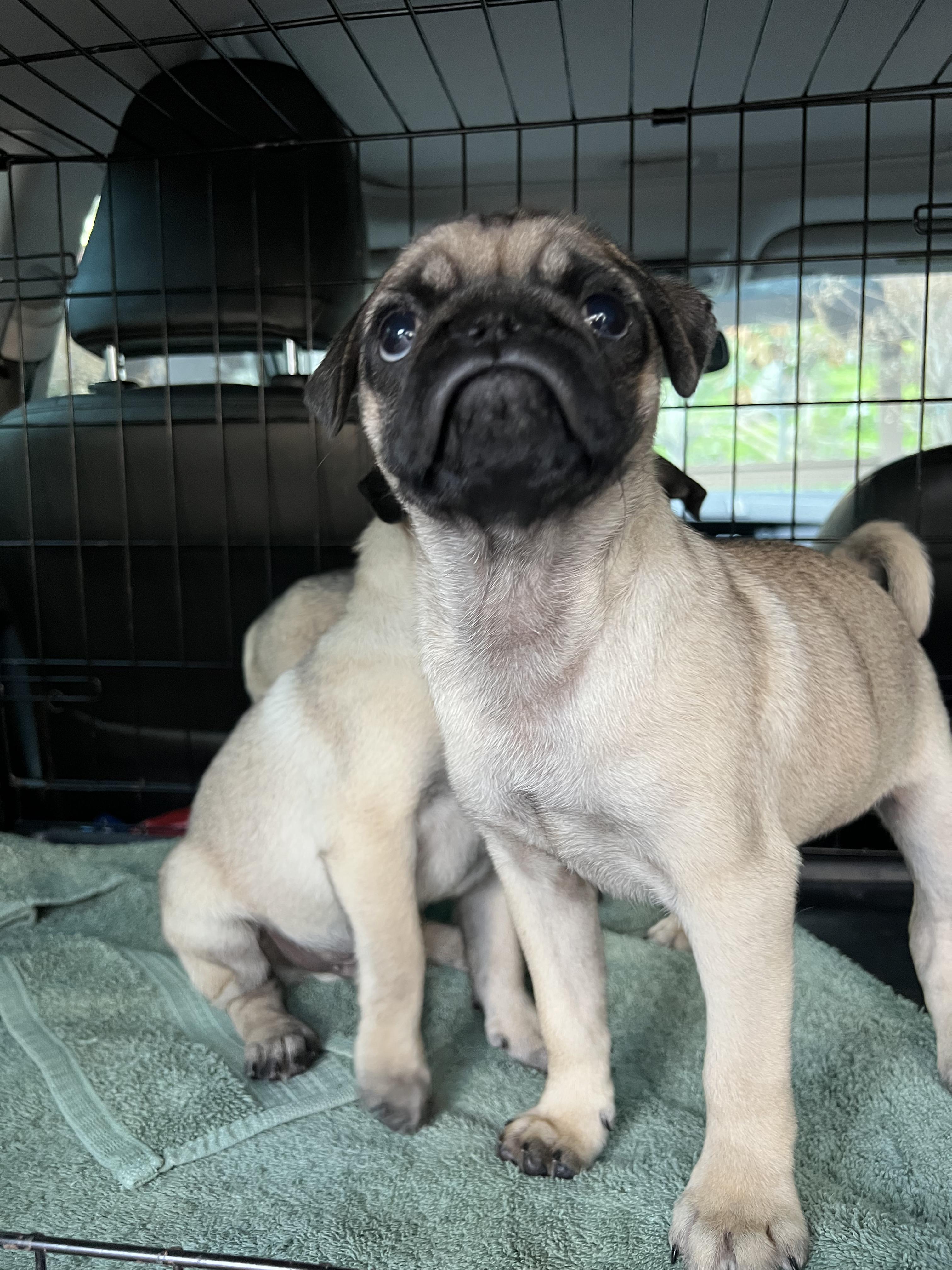 Pop, ADOPTABLE, Puppy Male Pug.