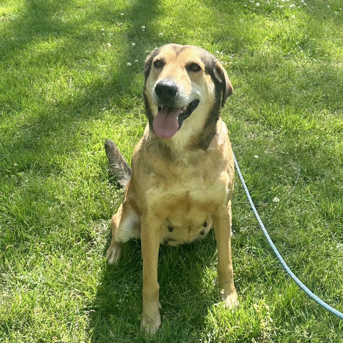 MOODONNA LOWER FEE!, Adoptable, Puppy Female Sheep Dog & Labrador Retriever.