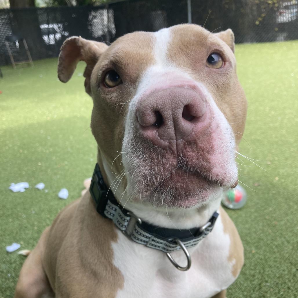 Nala, Adoptable, Adult Female Pit Bull Terrier.