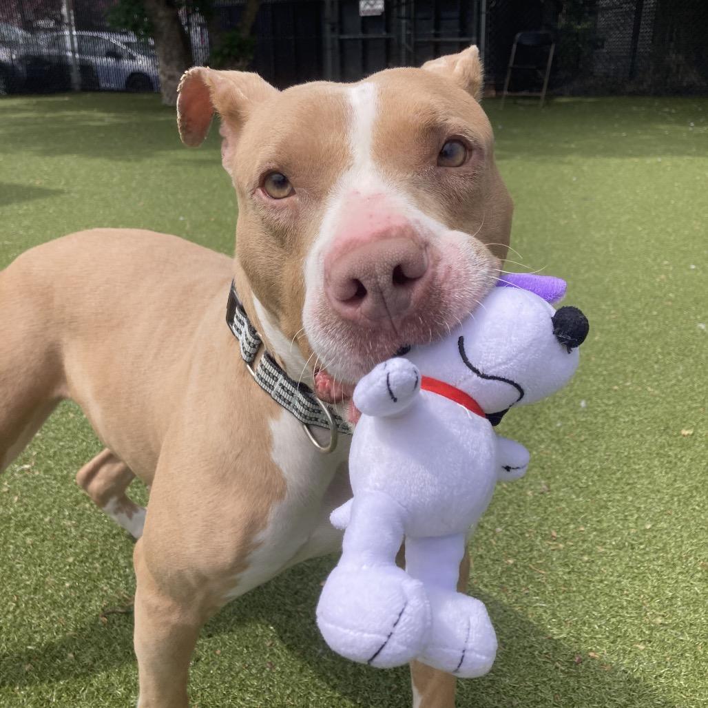 Nala, a Adoptable Pit Bull Terrier in Providence, RI image 2/5